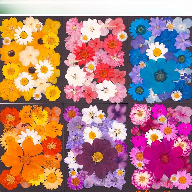 Pacote De material DIY Em Relevo De Flores Secas