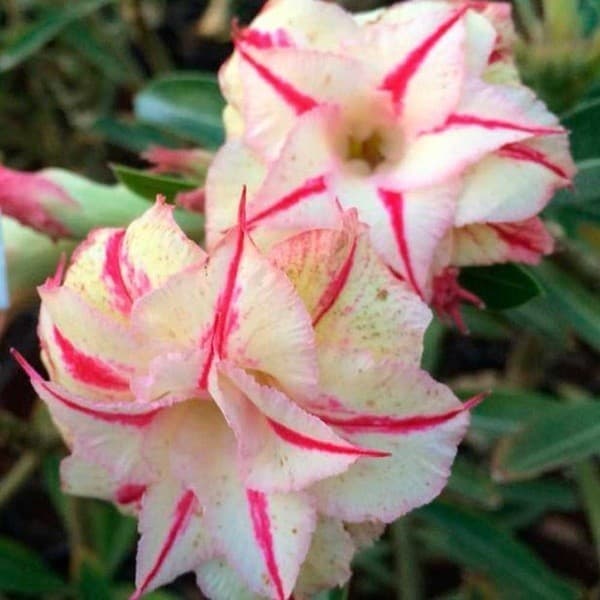 Sementes de rosa do deserto Aurora Sementes Originais Pronta Entrega Postagem em 24h