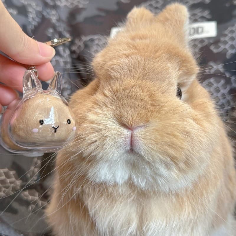 Doublebuy Coelhos Forma Caixa De Armazenamento De Pêlos De Animais De Estimação Chaveiro Organizadores Plástico Decorati