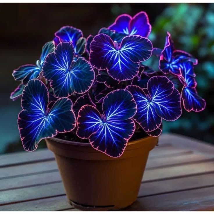 PROMOÇÃO Caladium Horizonte do Encanto –100 sementes com manual de cultivo II