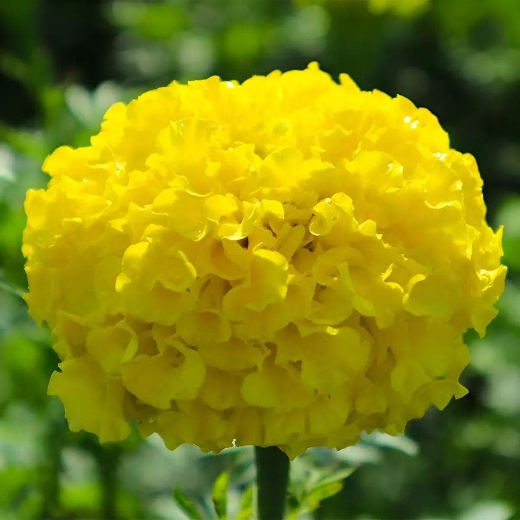 Cultivo Caseiro 30 sementes Grande Sementes De Tagetes Afasta Insetos Naturalmente para horta caseira