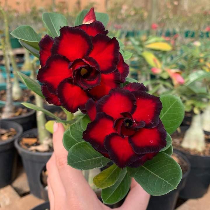 PROMOÇÃO rosa do deserto vermelha c/b preta 10 seeds