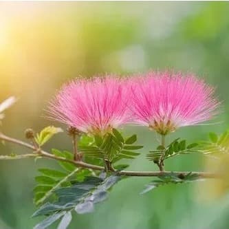 Horta Caseira 30 sementes de Caliandra Brevipes na cor Rosa Horta Caseira