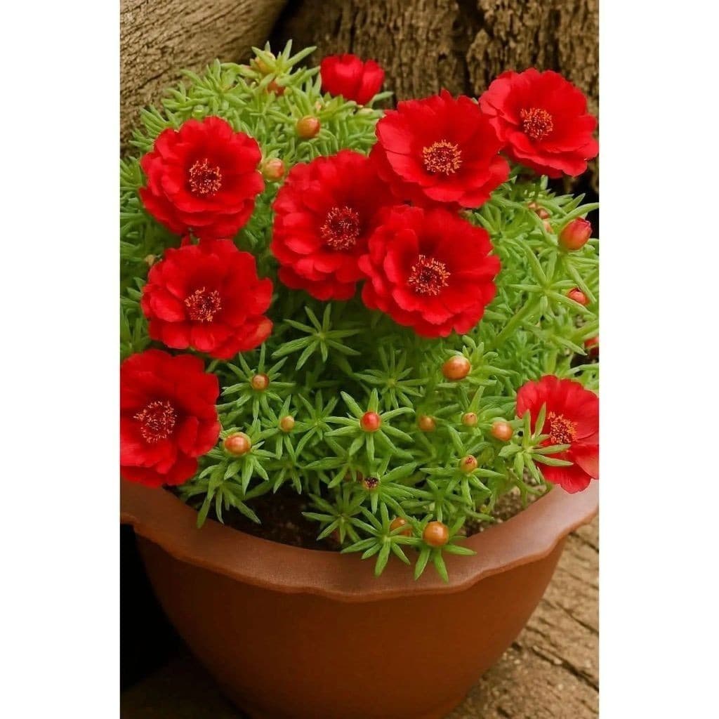 PROMOÇÃO onze horas vermelha 100 Sementes com manual de cultivo ll