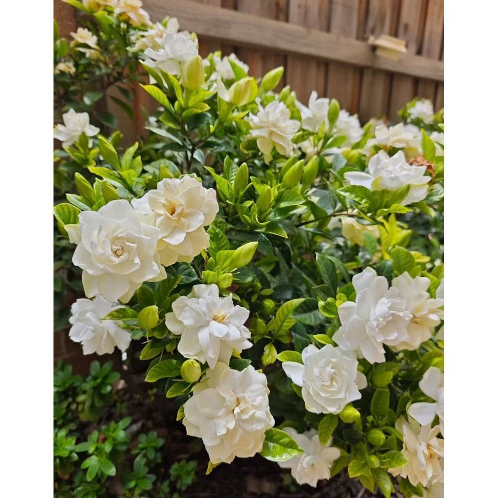 Cultivo Caseiro Cultivo Caseiro Gardênia Jasmim do Cabo 30 Sementes Alta Qualidade para horta e jardim para horta caseir