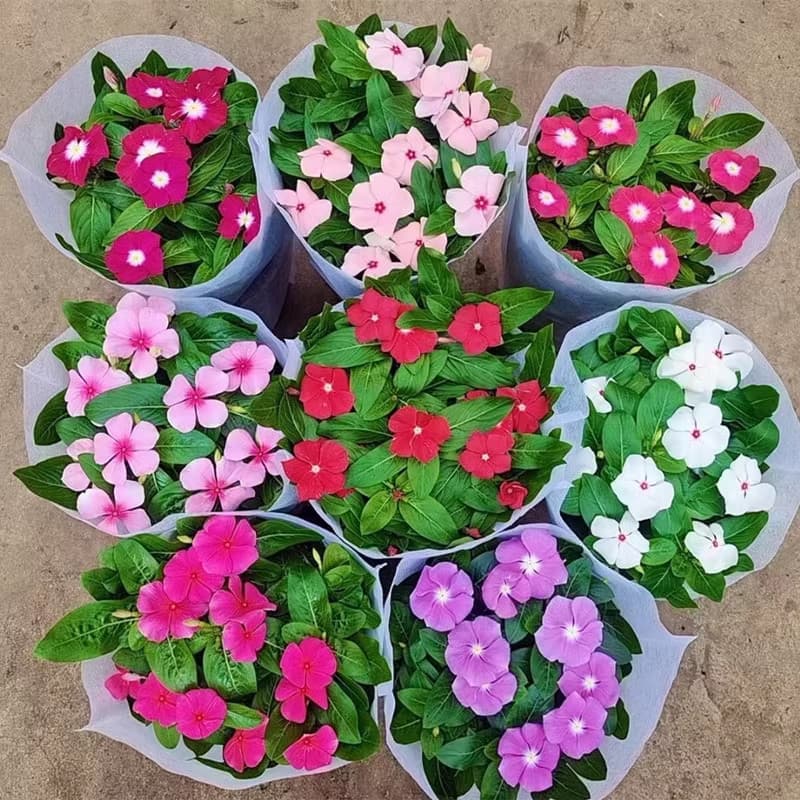 Sementes de Flor Vinca/Periwinkle Misturadas 200-500 Unidades | Fácil de Plantar | Jardim, Vasos e Paisagismo