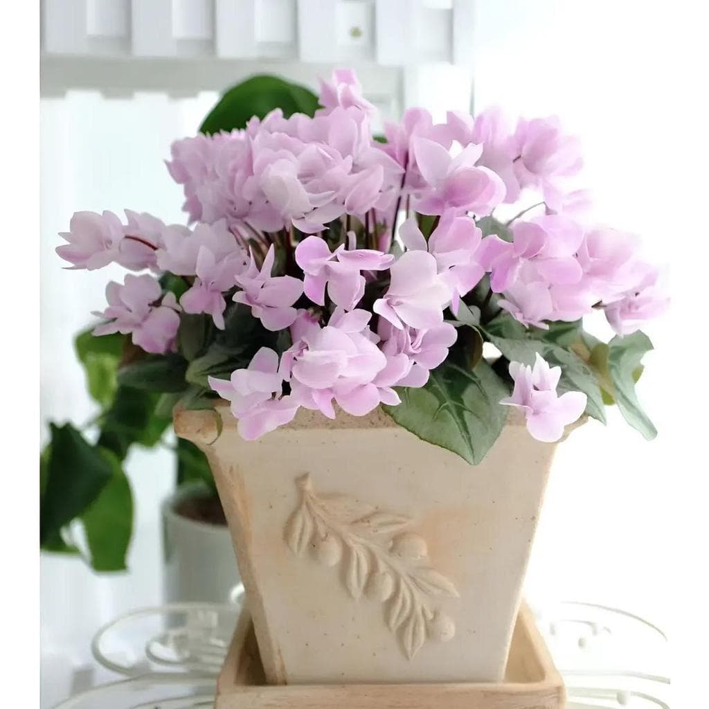 Cultivo Caseiro 30 sementes Sementes De Ciclame - Flores De Inverno Para Vasos para horta caseira