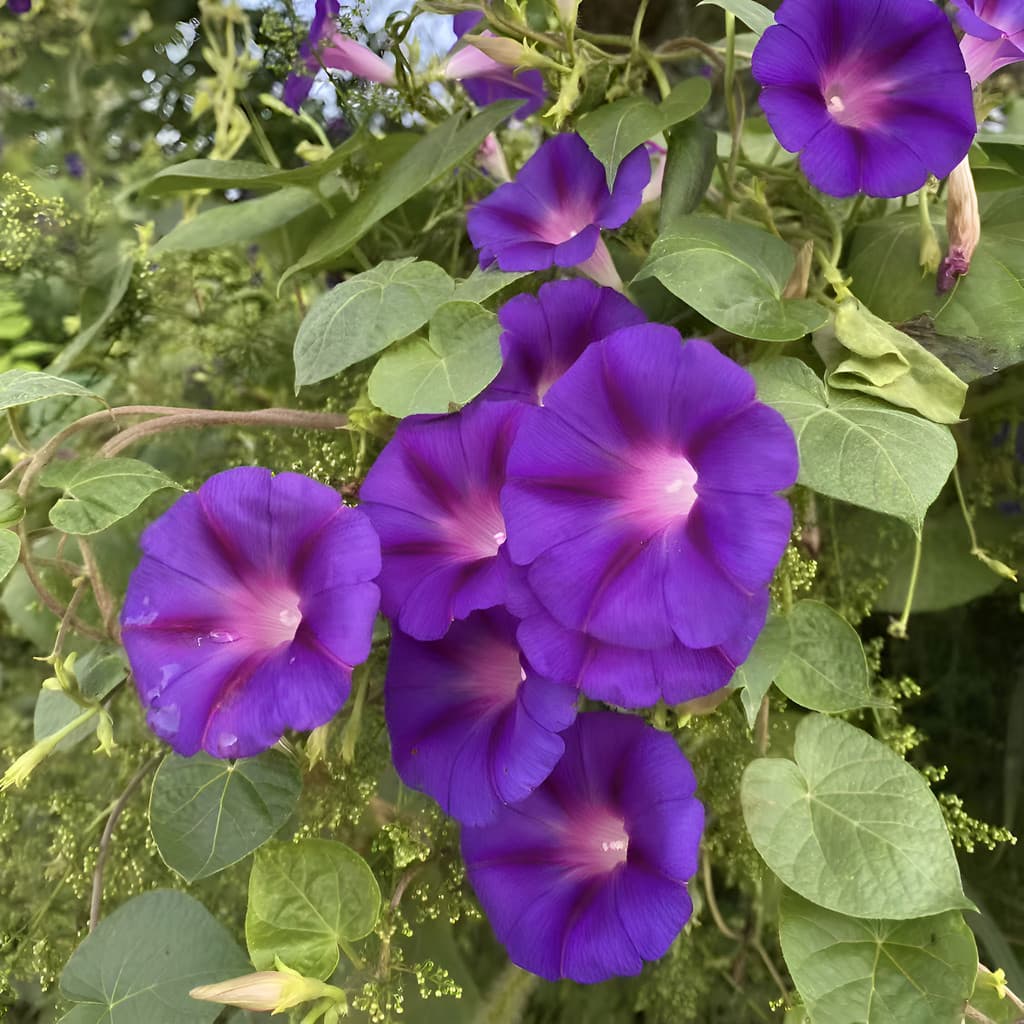 Sementes De Ipomeia Trepadeira - Florescer Rápido