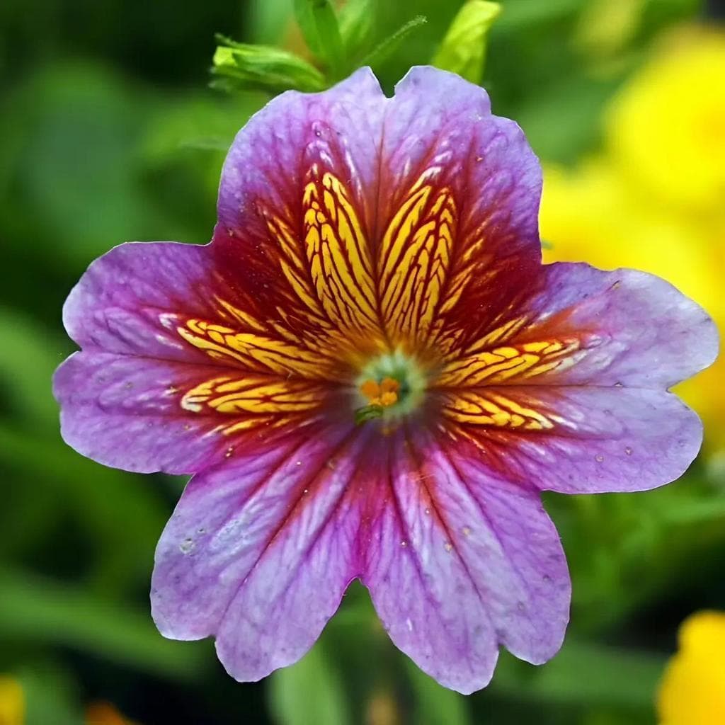 Cultivo Caseiro 30 sementes Salpiglossis Sementes Flores Encantadas para horta caseira