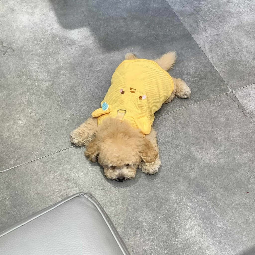 Urso amarelo roupas para cães pequeno com fivela de tração pequeno colete Teddy Bichon primavera outono legal roupas res