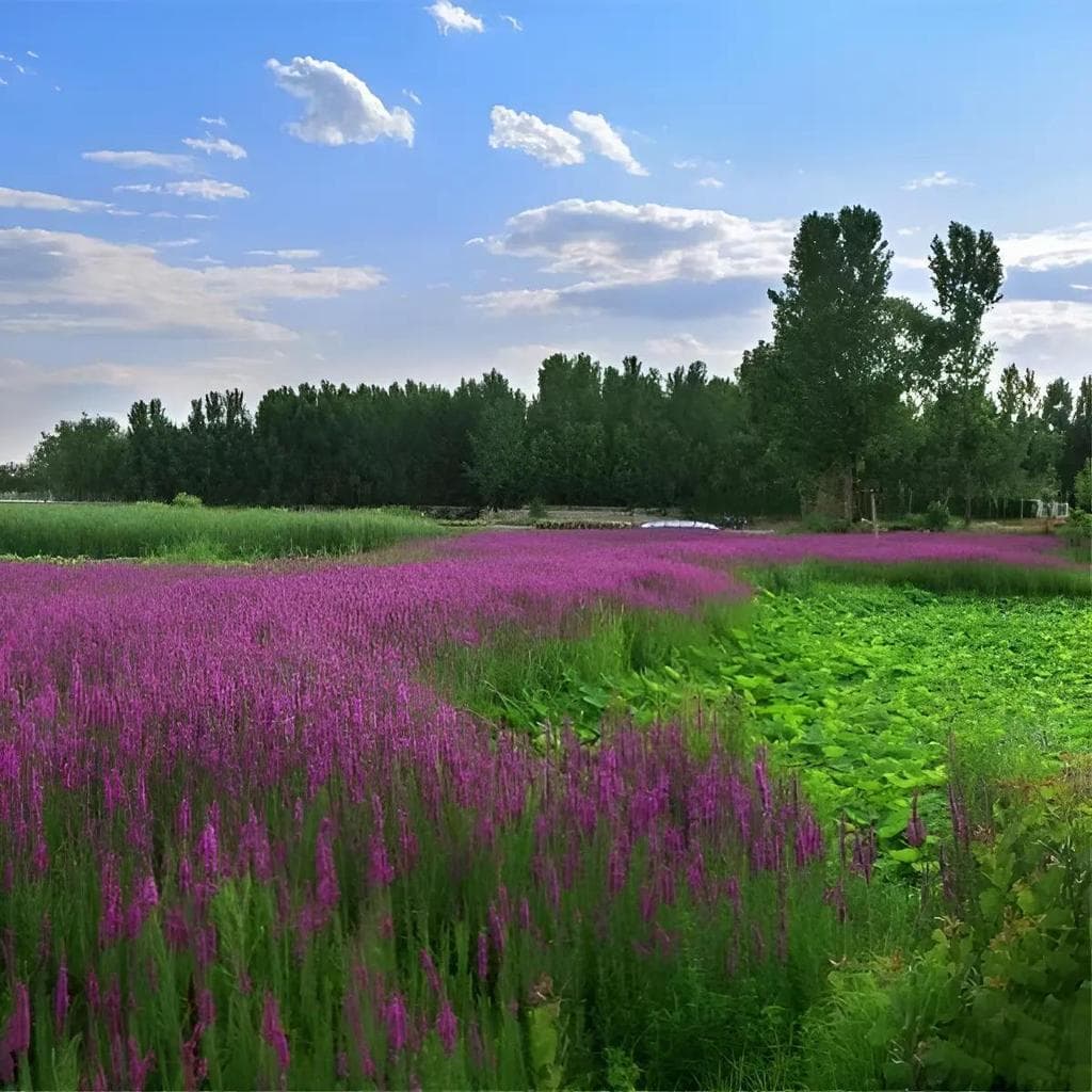 Cultivo Caseiro 30 sementes Sementes De Mil Celandones Flor Roxa Para Bordas De Lago para horta caseira