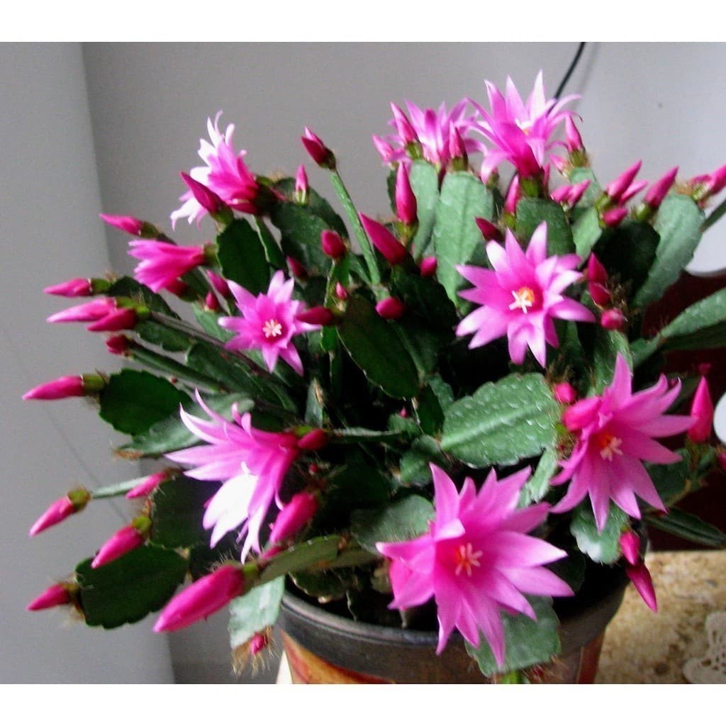 Cultivo Caseiro Sementes Original Kit 30 Sementes de Flor de Outubro Pink para plantio de Mudas para horta caseira