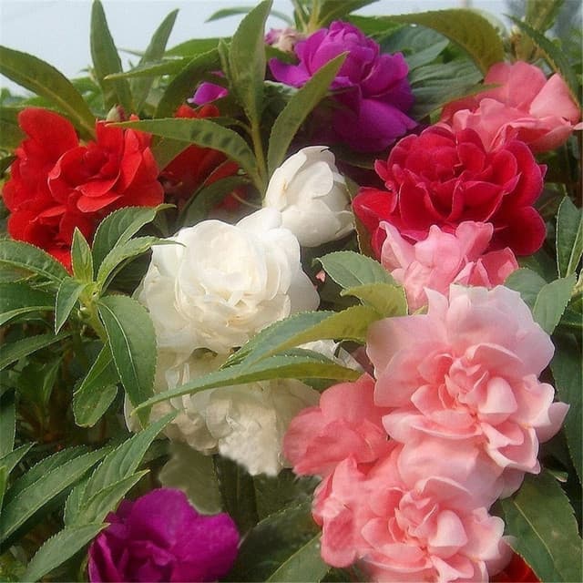 Horta Caseira 30 Sementes Da Flor Beijo-de-frade Mix Balsamina Camelia hy7 ll Horta Caseira