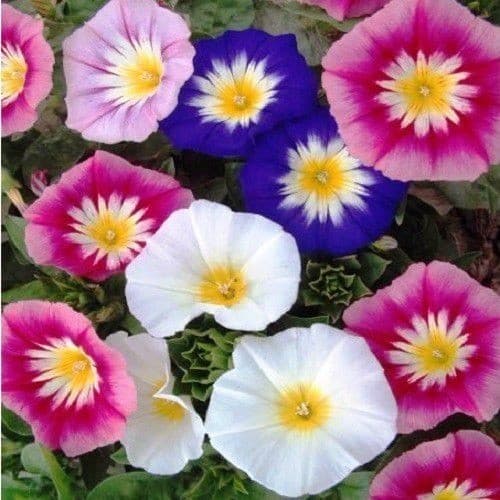 Cultivo Caseiro 20 sementes de Bela manha flor sementes para horta caseira