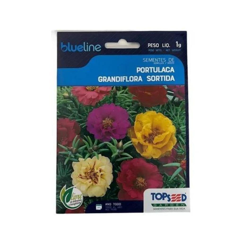 Horta Caseira 30 Sementes DE Flor Onze Horas Portulaca Cores Variadas   Horta Caseira