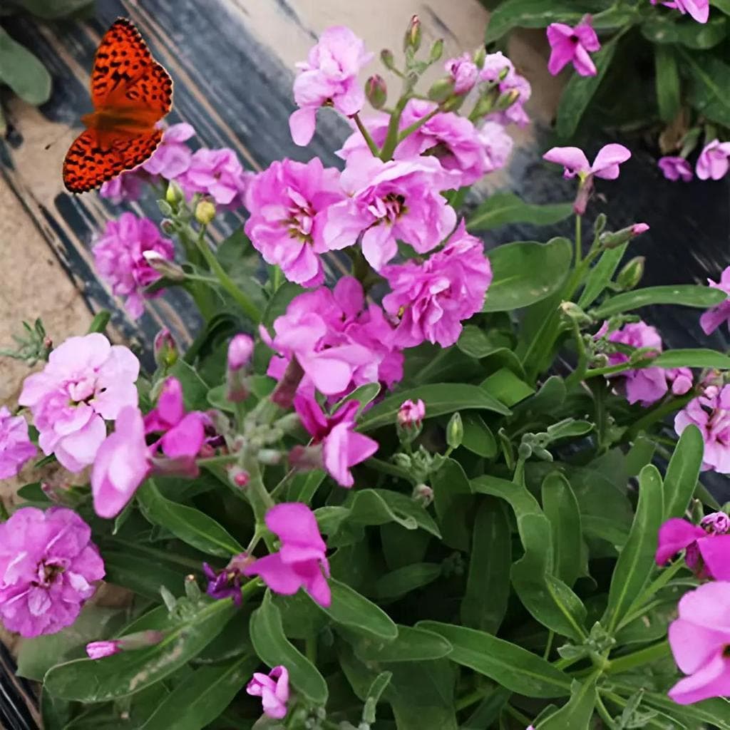 Cultivo Caseiro 30 sementes Sementes Violetas Crescem Rapidamente para horta caseira