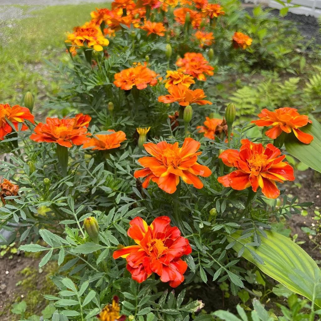 Cultivo Caseiro 30 sementes Sementes De Tagete Gigante - Flores Grandes E Vistosas para horta caseira