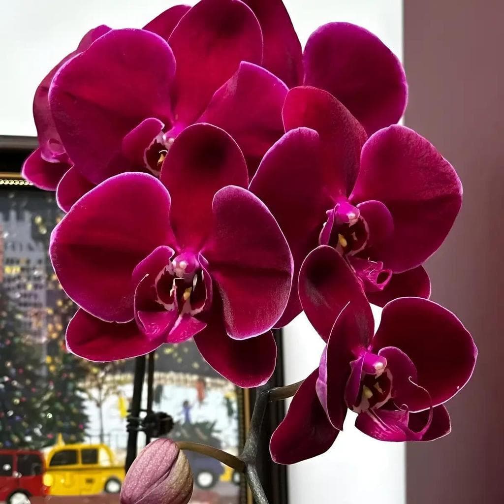 Cultivo Caseiro 30 sementes Sementes De Orquídea Borboleta Rara - Phalaenopsis para horta caseira