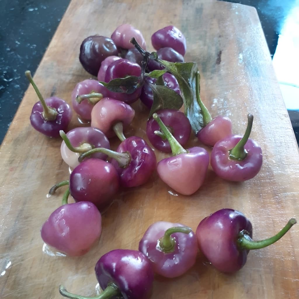 Cultivo Caseiro Rara 10 Sementes De Pimenta Cheiro Roxa Regional
