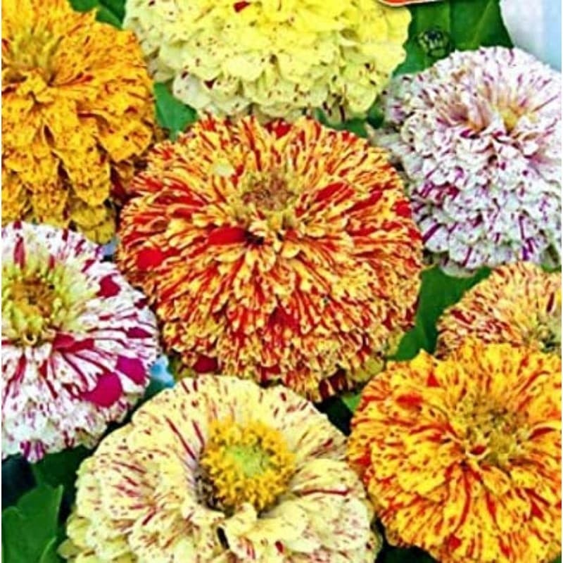 30 Sementes Zinnia Carrossel para horta caseira
