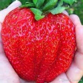 Horta Caseira 30 sementes de morango gigante ideal para quintal e varanda