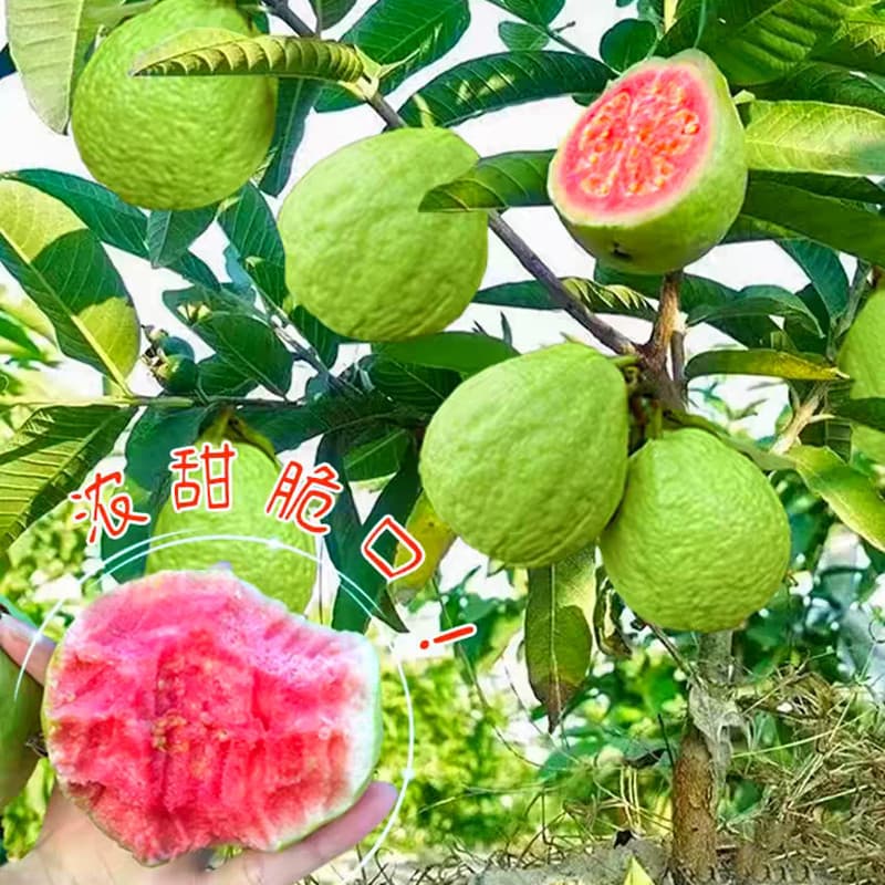 PROMOÇÃO Sementes de Goiaba Vermelha Anã Fruta Original 200/500 Unidades | Árvore Frutífera Deliciosa para Plantio
