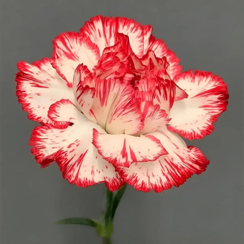 30 sementes Sementes De Cravo Anão Floresce O Ano Todo