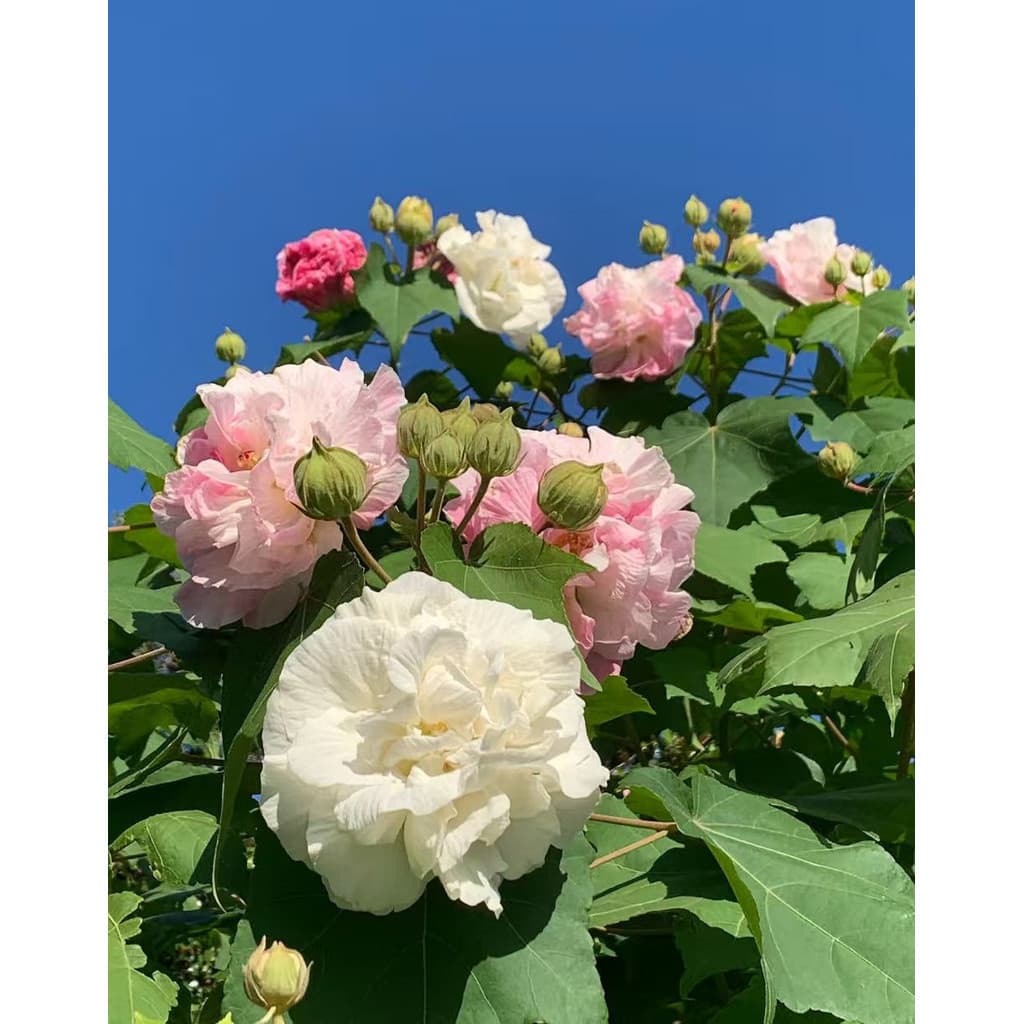 30 Sementes De Hibiscus Mutabilis para horta e jardim