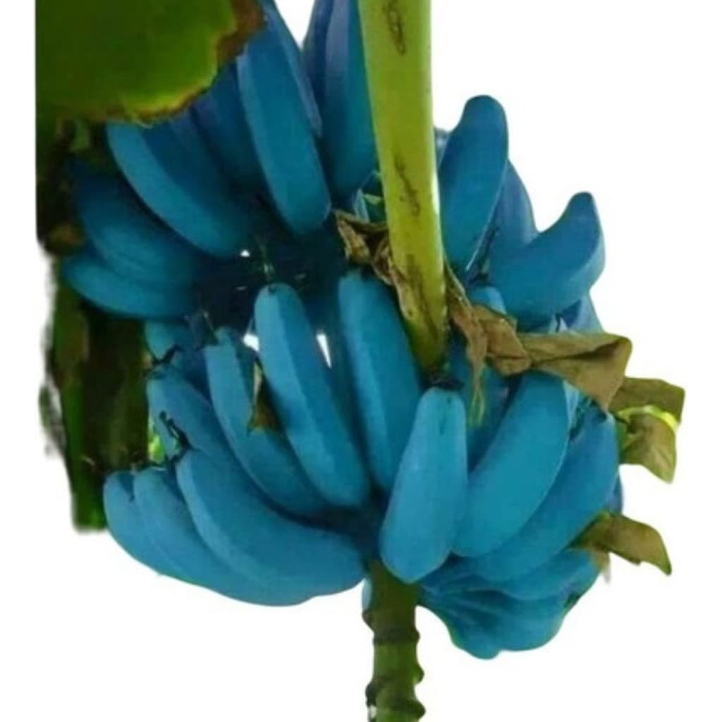 PROMOÇÃO 500 Sementes Banana Azul Blue Java Rara Fruta Exótica Tropical Para Plantio Jardim Horta
