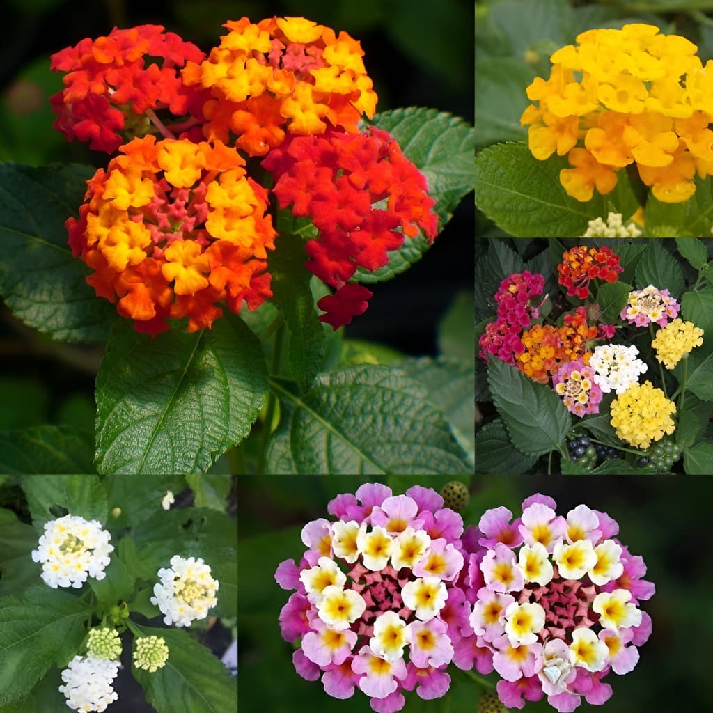 Cultivo Caseiro Cultivo Caseiro 30 Sementes De Lantana Camara Sortida - Flor Para Jardim para horta e jardim para horta