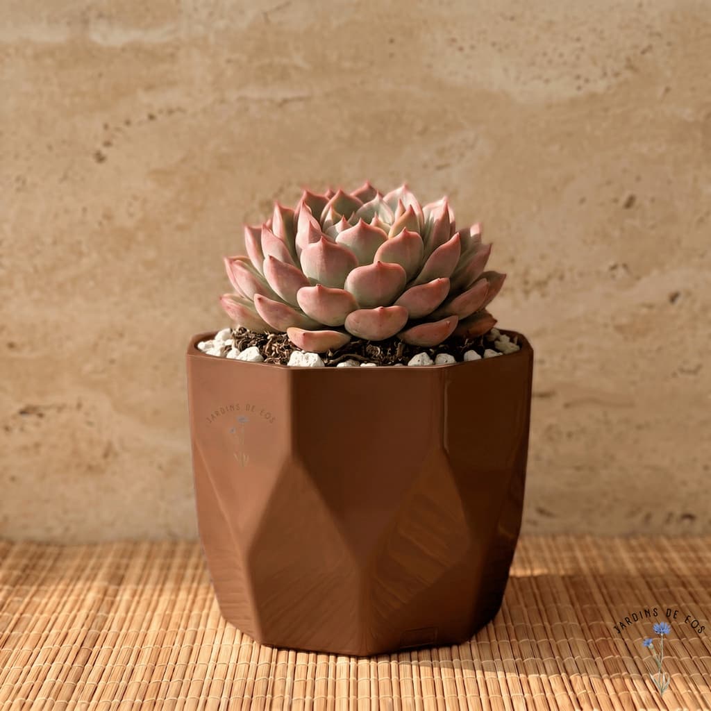 Vasinho Decorativo Para Suculentas Planta e Flores
