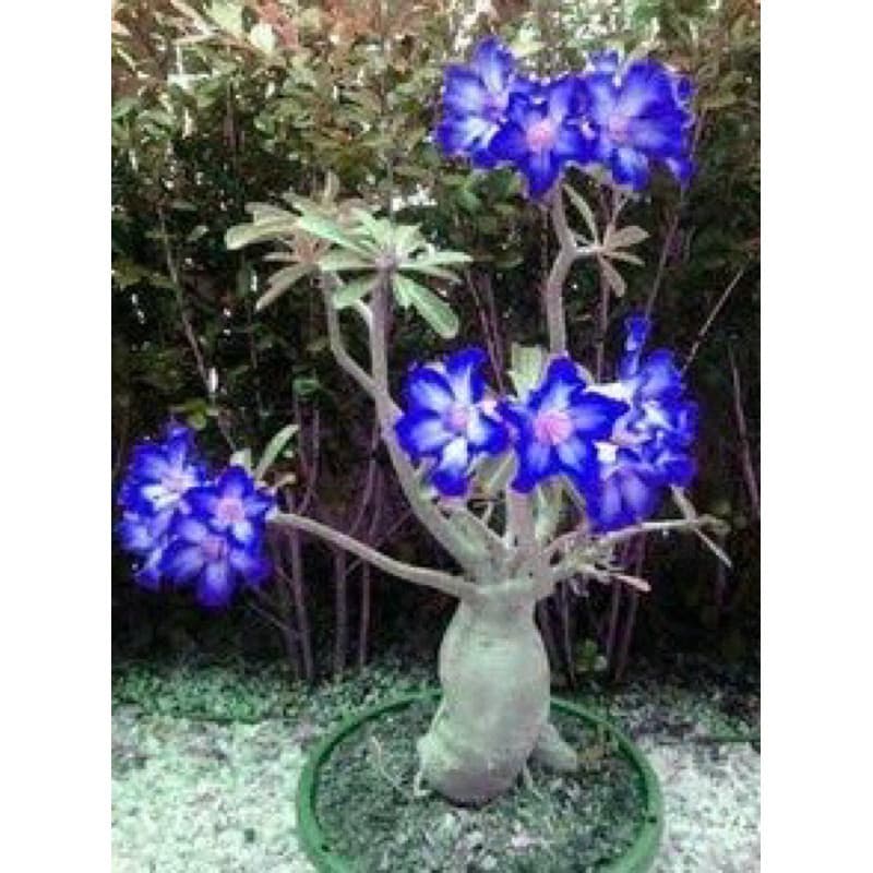 Sementes Rosa do Deserto Azul h qz