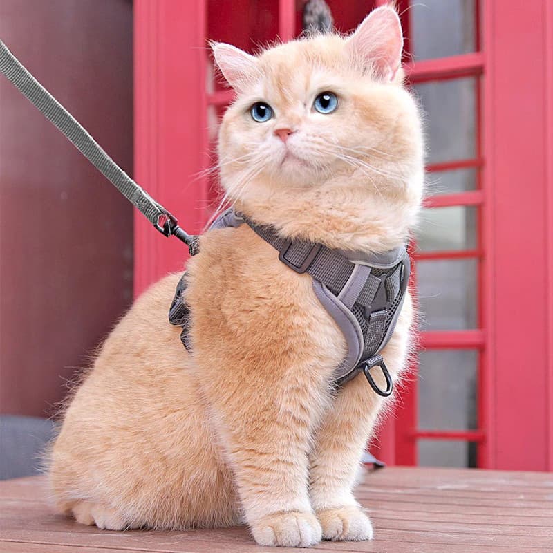 Corda de tração para gatos, corda Anti-quebra para passeio dedicado para gatos, corrente para transporte de animais de e