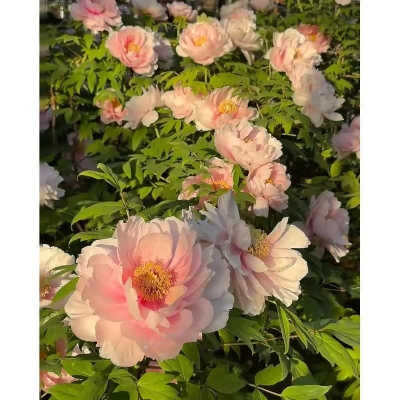 Cultivo Caseiro Sementes Original 30 Sementes De Peônia  Flores Elegantes E Vistosas para horta caseira