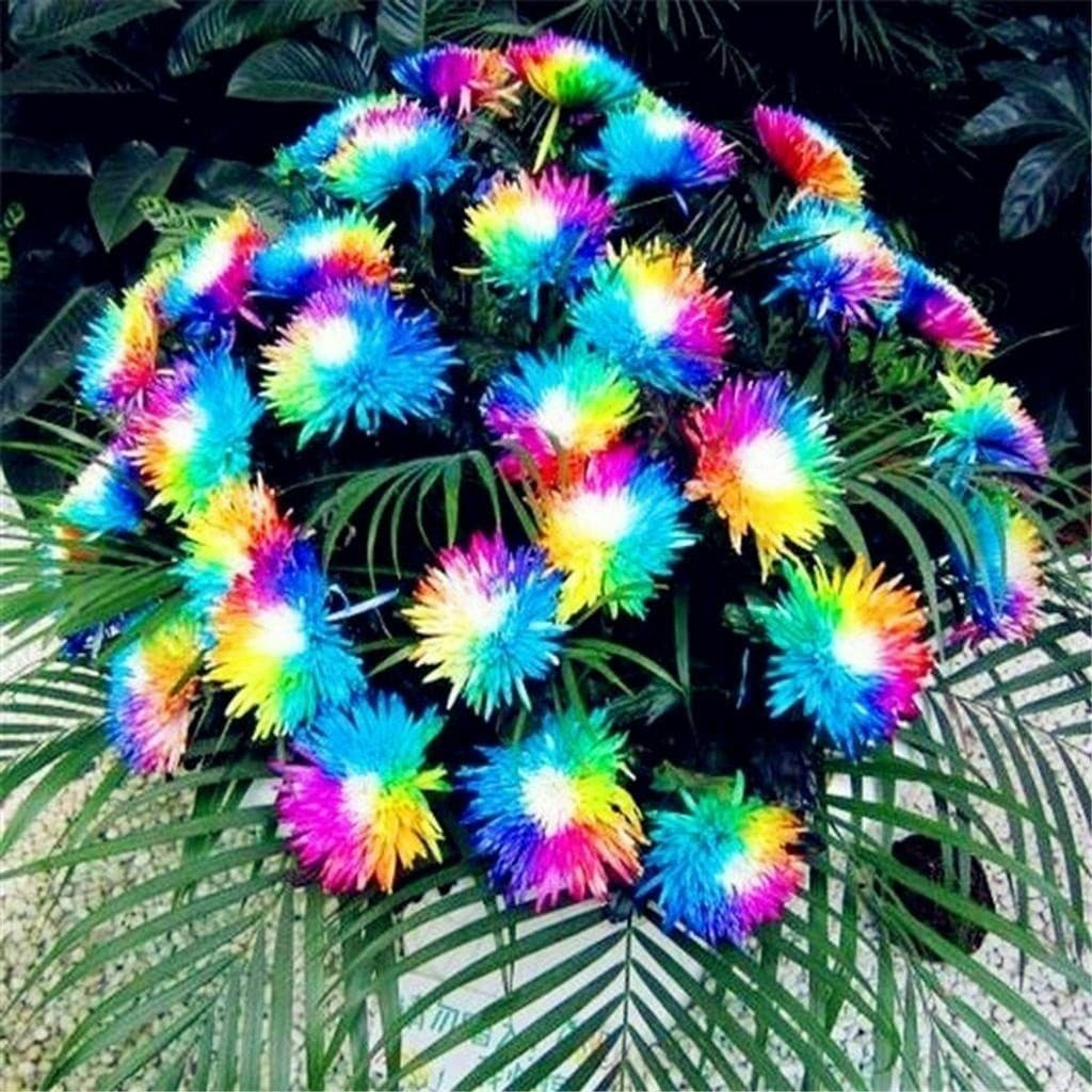 Cultivo Caseiro Cultivo Caseiro 30 Sementes Flor Orquídea Arco-iris Exóticas Raras/p Mudas hg top para horta e jardim pa