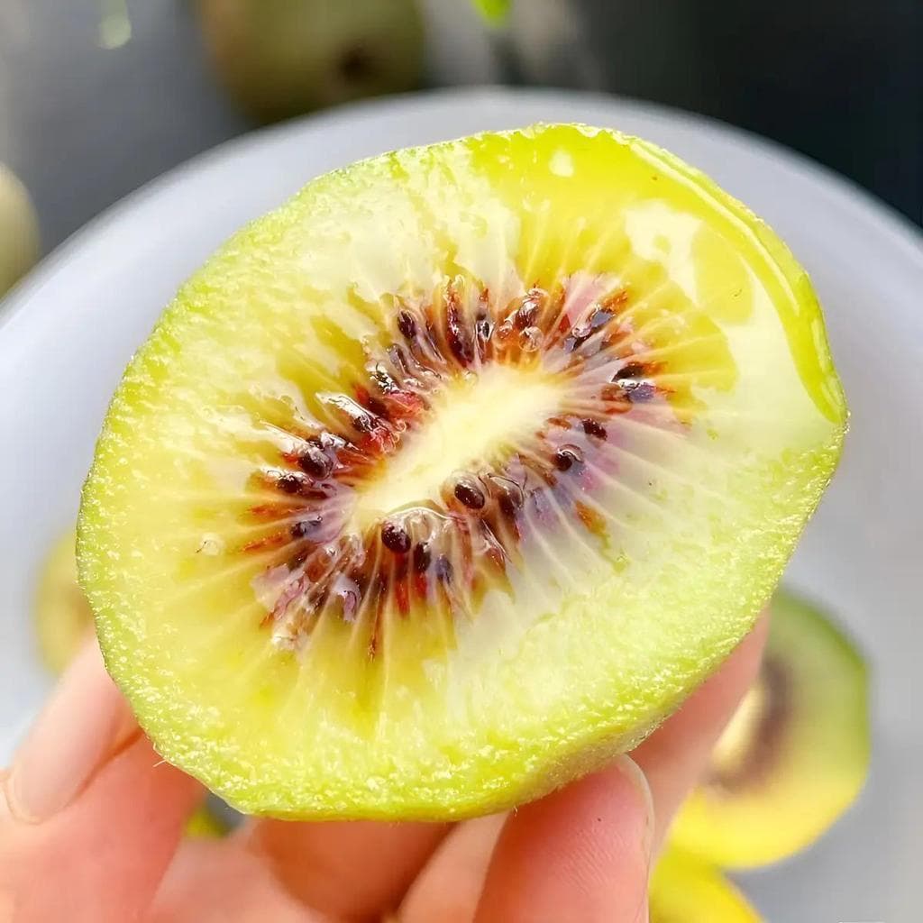 Cultivo Caseiro 30 sementes Sementes De Kiwi Four Seasons Fácil De Viver E Plantar para horta caseira