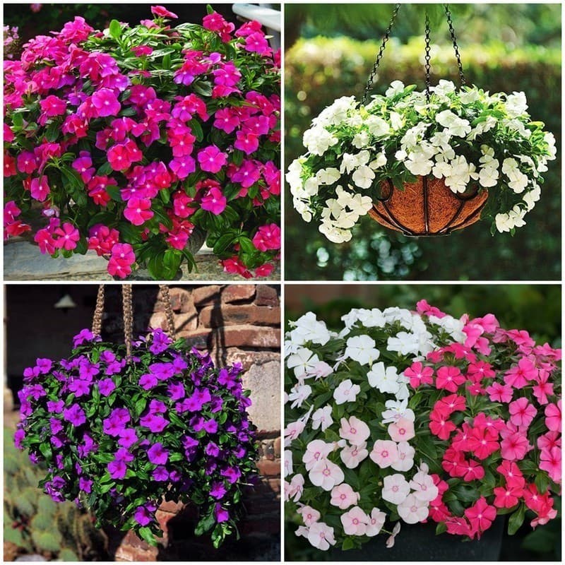 200 Sementes De Vinca Pendente Raras +