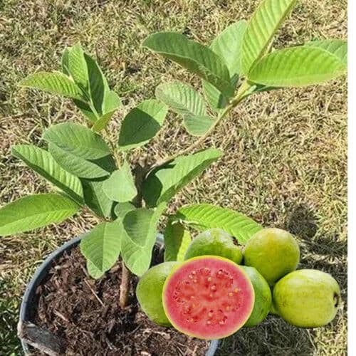 PROMOÇÃO 100 sements goiaba paluma gigante precoce com manual de cultivo PROMO