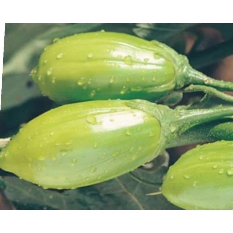 Sementes de Jiló Comprido Jaíba 400 Unid Hortaliça Produtiva Alta Germinação Para Plantio Horta