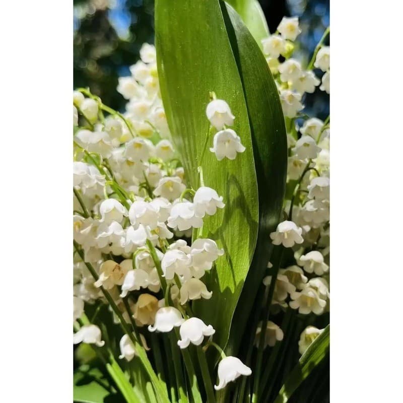 Cultivo Caseiro Sementes Original 30 Sementes De Lírio-do-vale  Flores Delicadas E Perfume para horta caseira