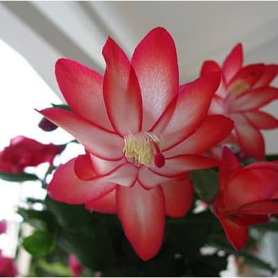 Cultivo Caseiro Cultivo Caseiro 30 Sementes De Flor De Maio Cor Vermelha bw para horta e jardim para horta caseira