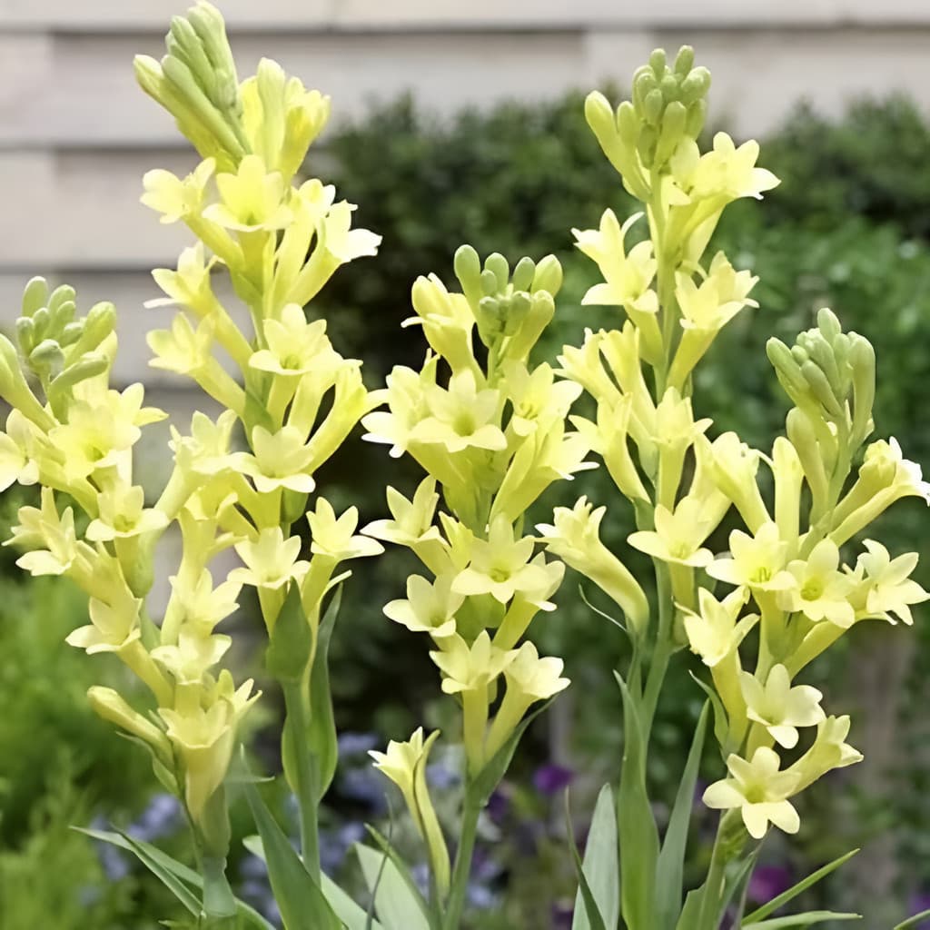 Horta Caseira 30 sementes premium SEMENTES De Dama-da-noite - Flores Cortadas De Luxo fácil de plantar