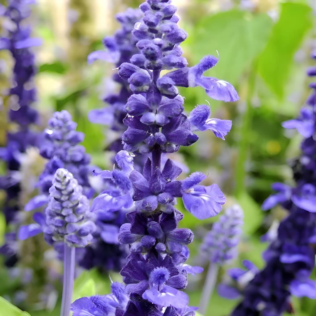 Cultivo Caseiro 30 sementes Sementes De Sálvia Azul Jardim Beija-flores A a-11 para horta caseira