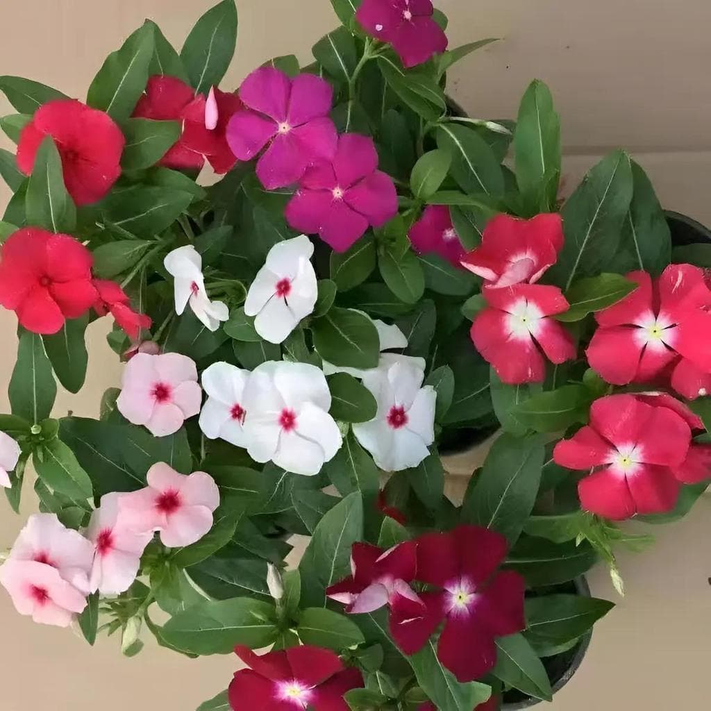 Cultivo Caseiro 30 sementes Sementes De Pervinca Cores Vivas E Muito Resistente para horta caseira
