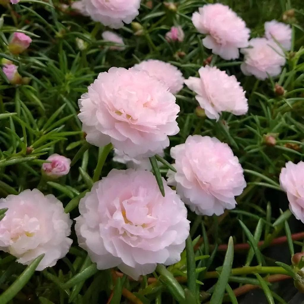 Cultivo Caseiro 30 sementes Sementes De Onze-horas - Florescem O Dia Todo No Sol para horta caseira