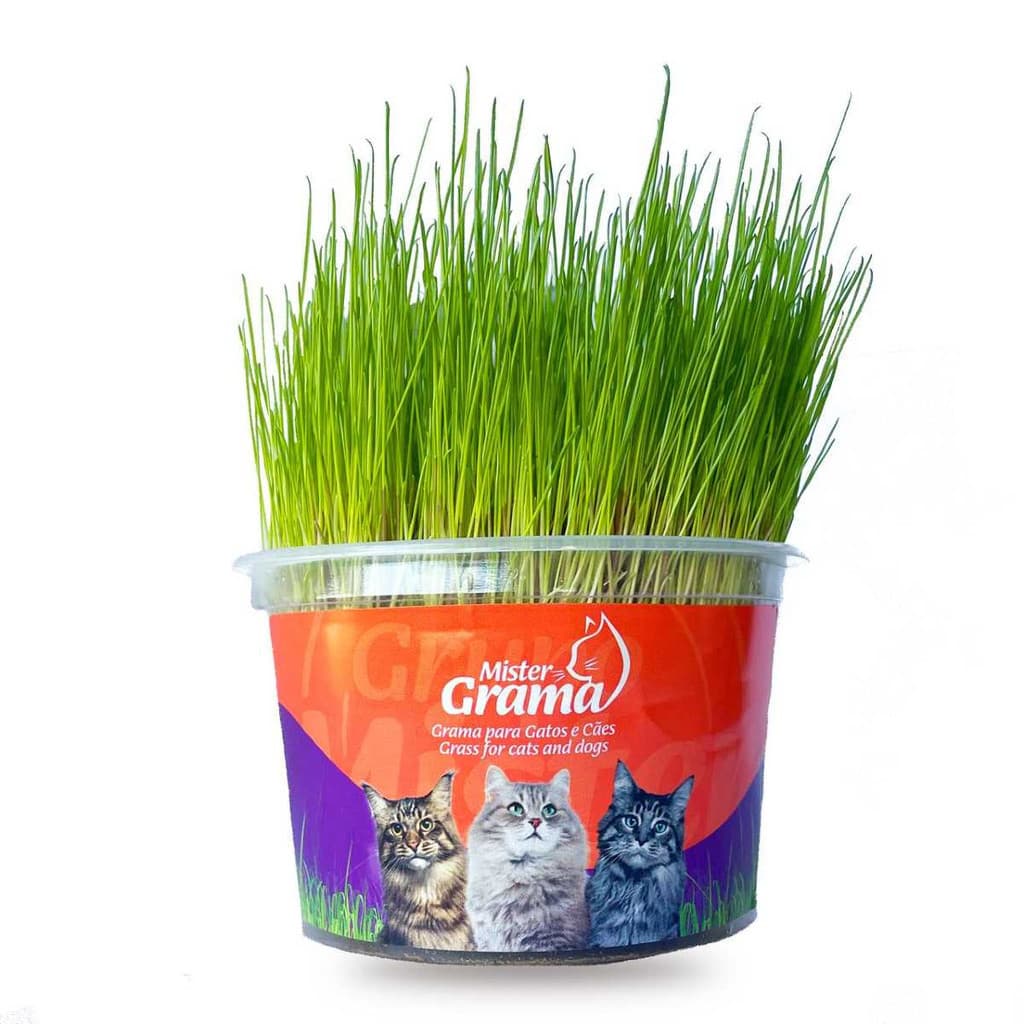 Graminha Mister Gatos - Auxilia Digestão e Elimina Pelos Naturalmente