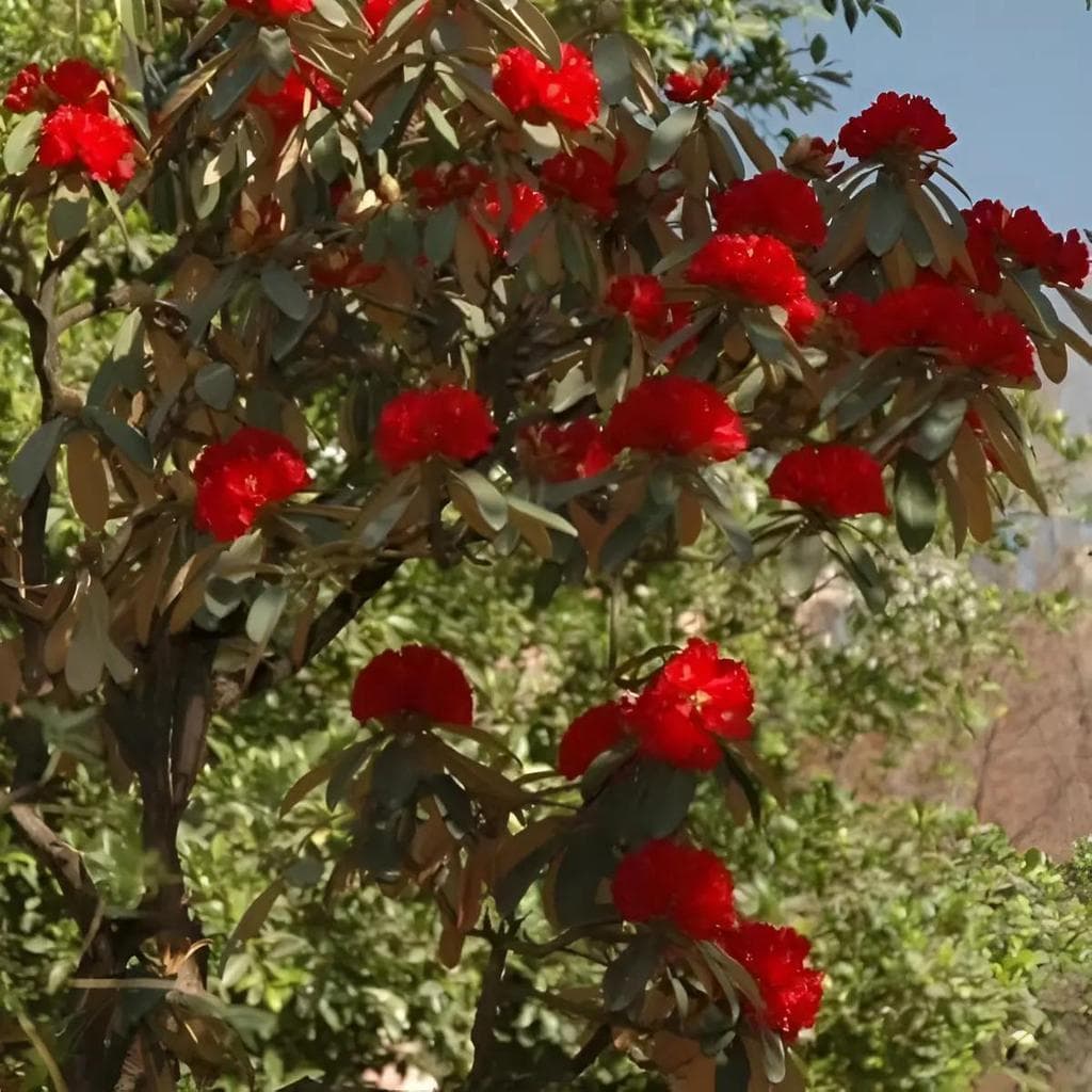 Cultivo Caseiro 30 sementes Sementes De Azalea Azaleia De Sol Pleno - Floresce Na Primav para horta caseira