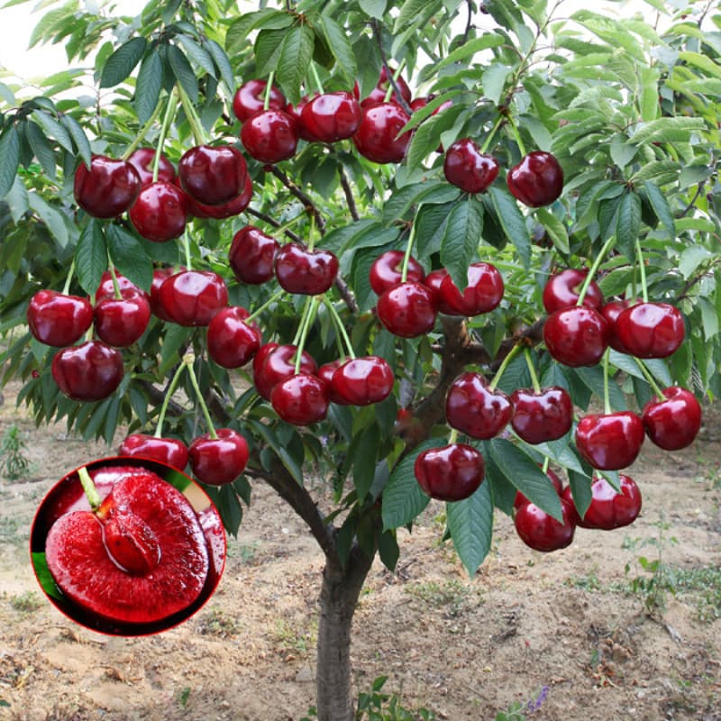 30 sementes/pacote sementes de cereja doce, sementes de frutas frescas para horta caseira