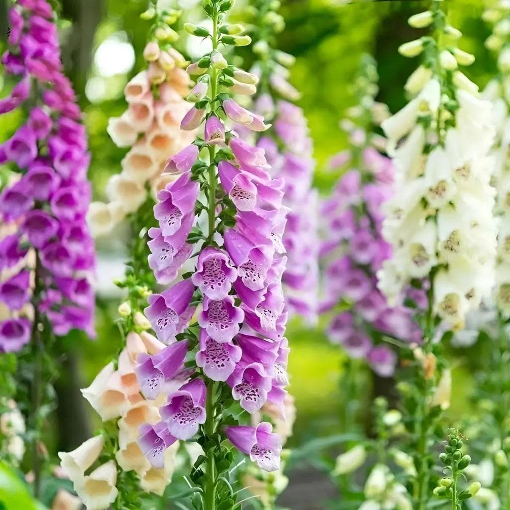 Cultivo Caseiro 30 sementes Sementes De Dedaleira - Flores Verticais Para Jardim para horta caseira