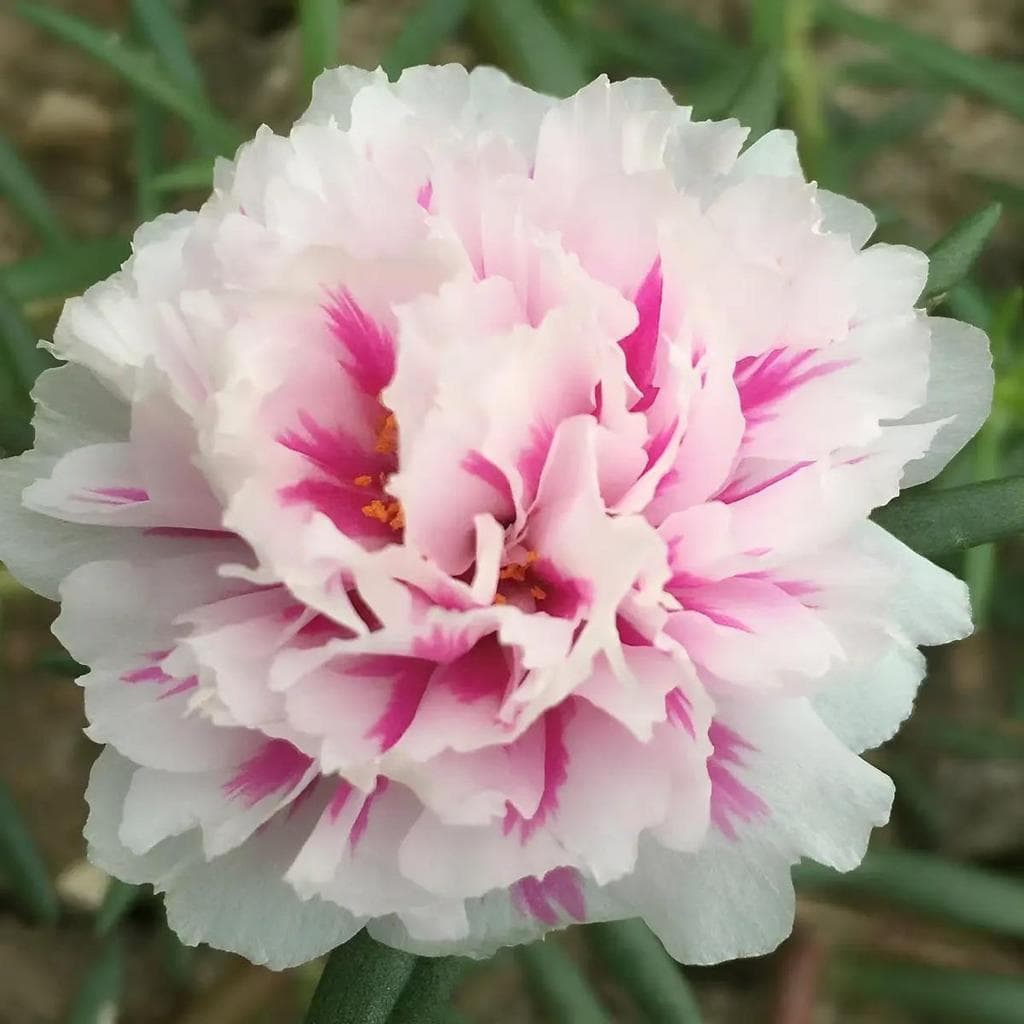 Cultivo Caseiro 30 sementes Sementes De Portulaca - Flores Para Sol Intenso E Seca para horta caseira
